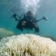Illustration for article titled This is What a Mass Die-off of Earth's Coral Reefs Looks Like